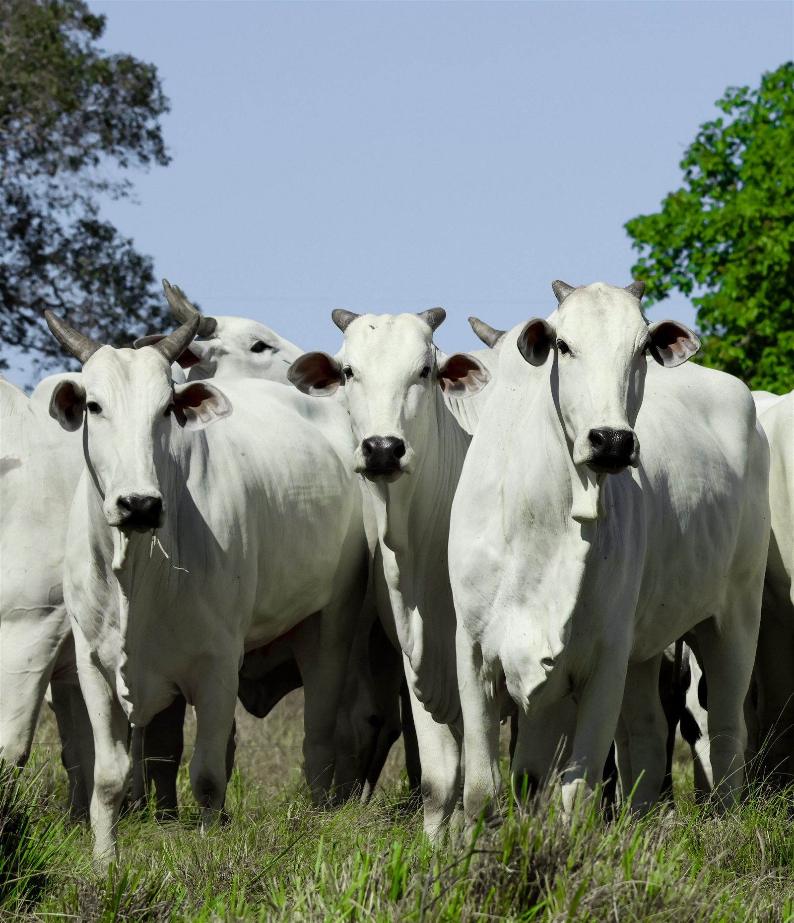Rebanho de gado Nelore da Fazenda Nelore Toca